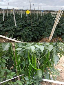 决胜2019 牙叉镇农副产品展销会人气高涨，销售额突破6.1万元