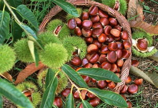 蕙兰山下好风光，盐田河畔板栗香——农副产品销售助力乡村振兴新篇章