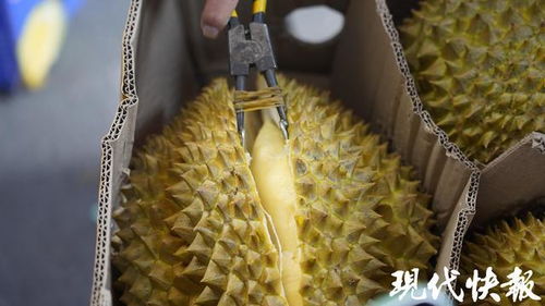 东南亚直采榴莲首柜到港南京众彩，开启高端农副产品销售新篇章