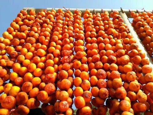 平陆深秋画卷 万亩红叶映花海，特色农产助振兴